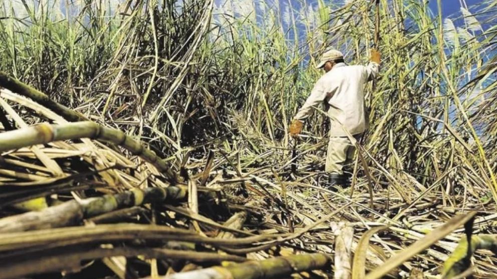 Caeros independientes de Jujuy y Salta registran prdidas a causa de la sequa
