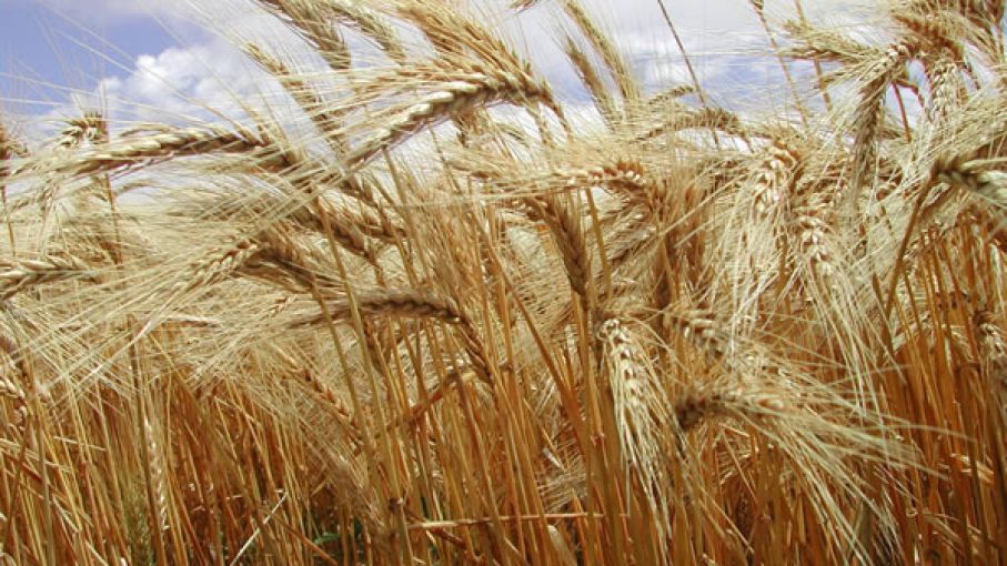 Excelentes noticias para 1,8 M ha de trigo que estaban en condición regular a mala