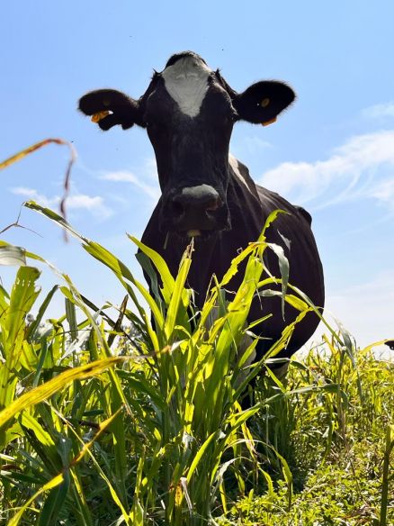 Advanta compartió con los productores los secretos para transformar los cultivos en carne y leche