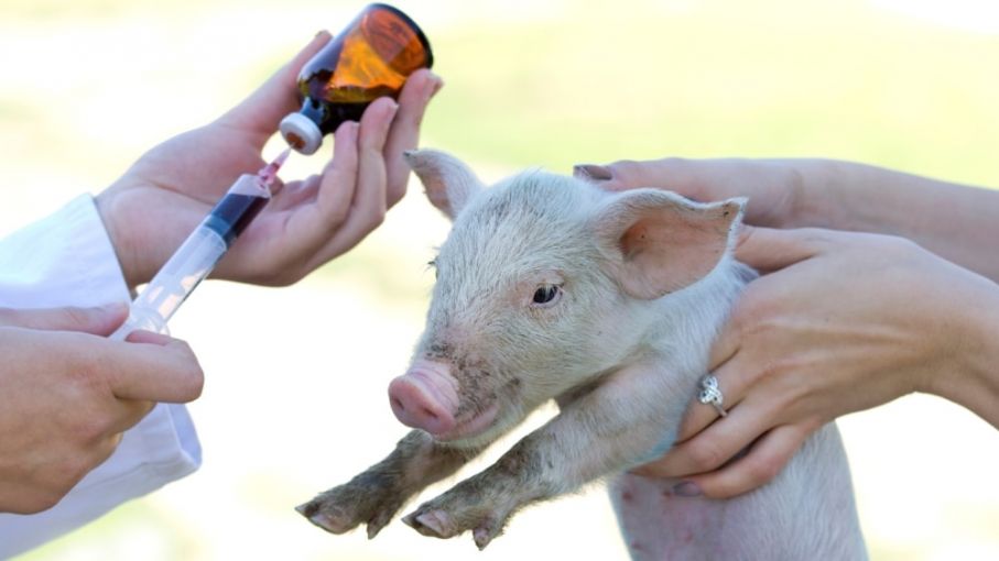 Vietnam aprueba la primera vacuna del mundo contra la peste porcina africana
