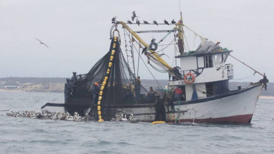 FAO desarrolla en Panamá programas contra pesca ilegal