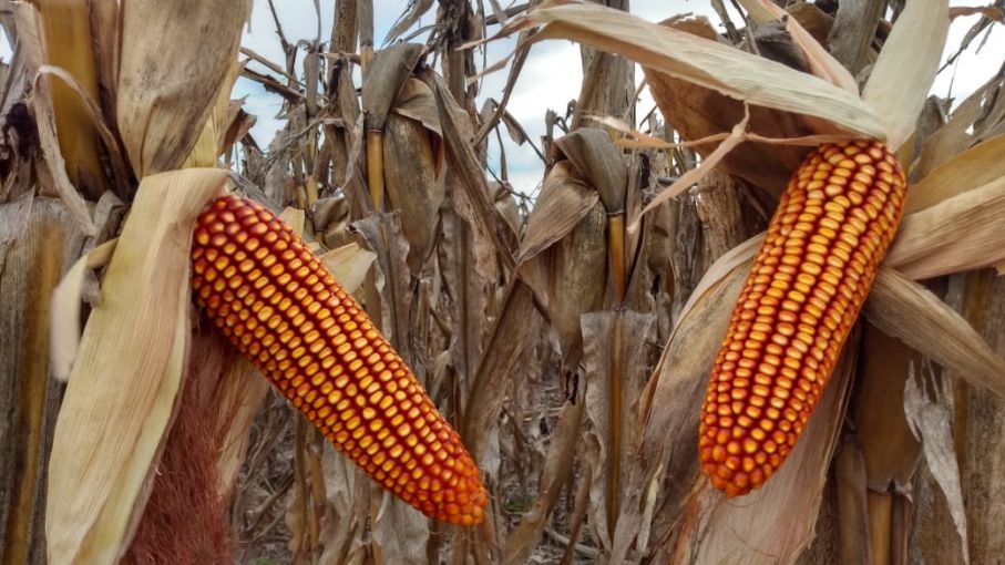 ILLINOIS refuerza su compromiso con el productor y presenta nuevos híbridos adaptados a la todas las regiones maiceras