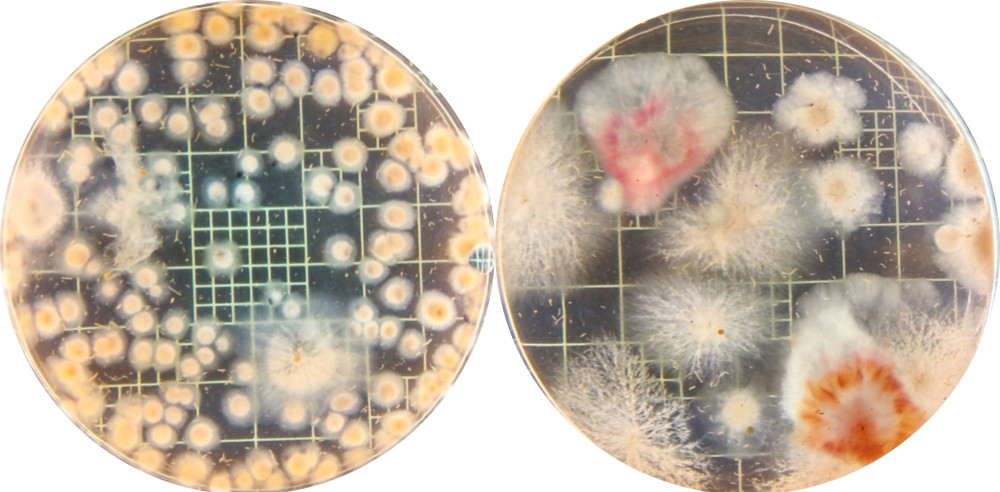 Hongo vs. hongo: con biocontrol, el trigo tolera mejor una enfermedad radical