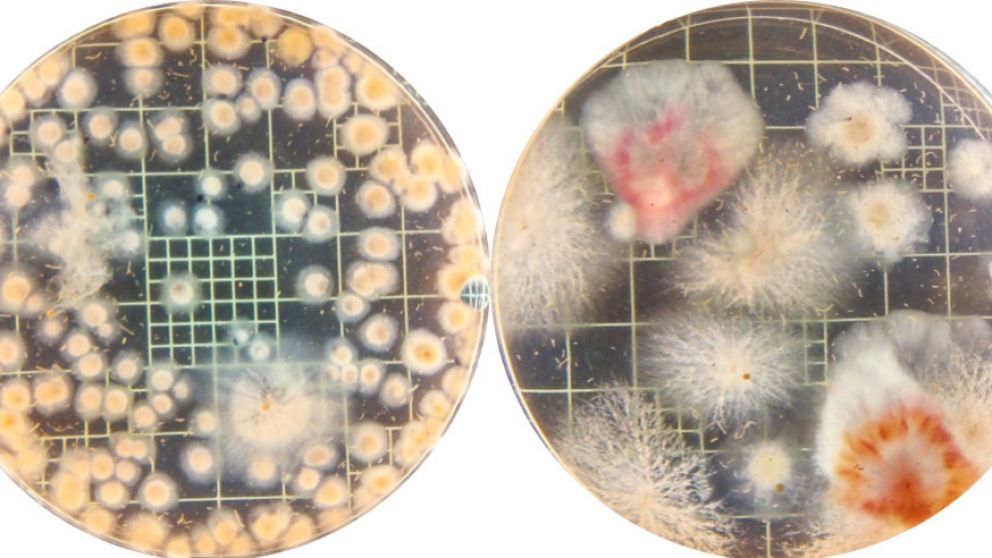Hongo vs. hongo: con biocontrol, el trigo tolera mejor una enfermedad radical