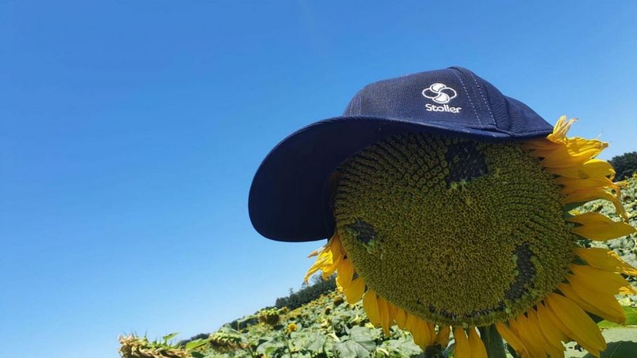 Un estímulo para que el girasol brille y cierre brechas de rendimiento
