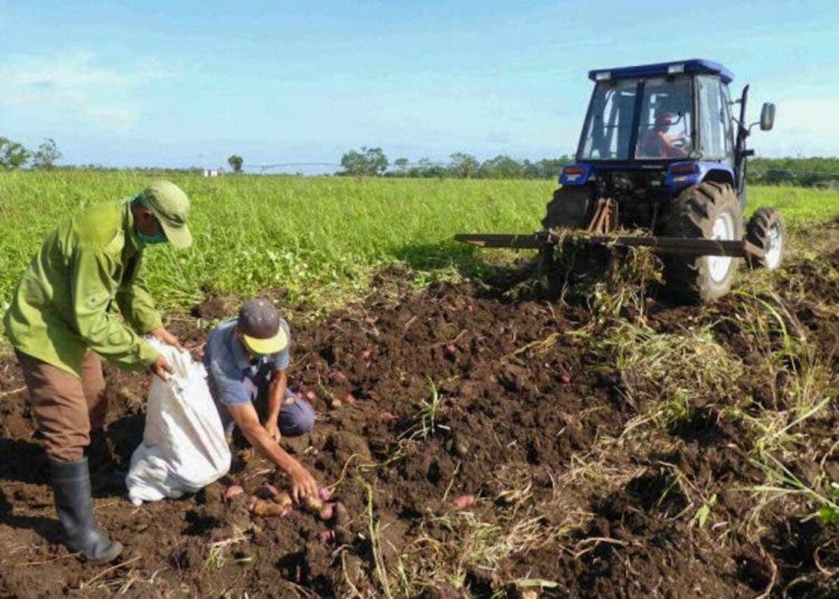 Cuba y Argentina profundizan asistencia agrícola