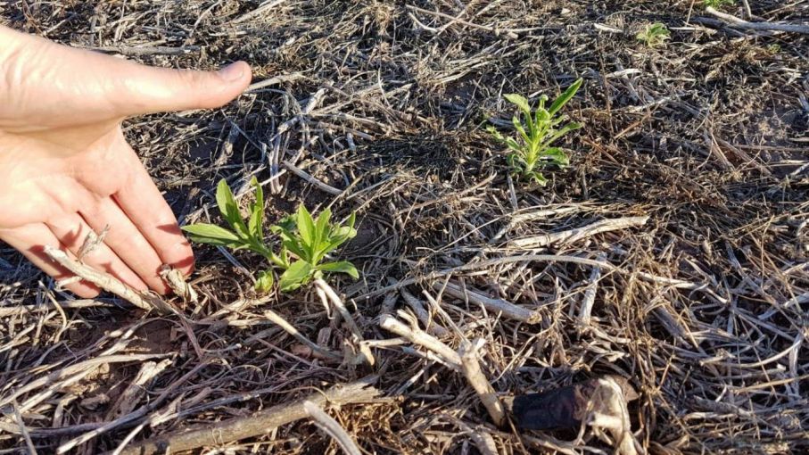 Recomendaciones para un uso eficaz y seguro de los defensivos agrícolas