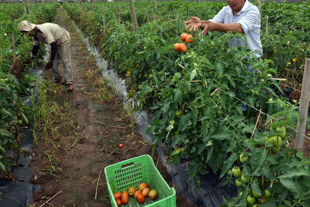 La producción agropecuaria orgánica "se multiplicó 750 veces" en los últimos 25 años