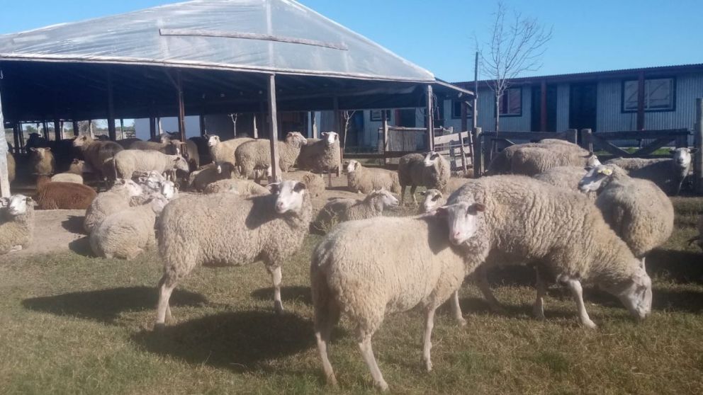 La Sociedad Rural pedir alivio para productores patagnicos