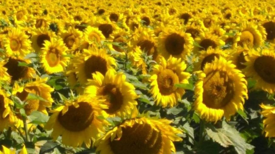 Nuseed adquiere el programa de mejoramiento de girasol de Nidera S.A