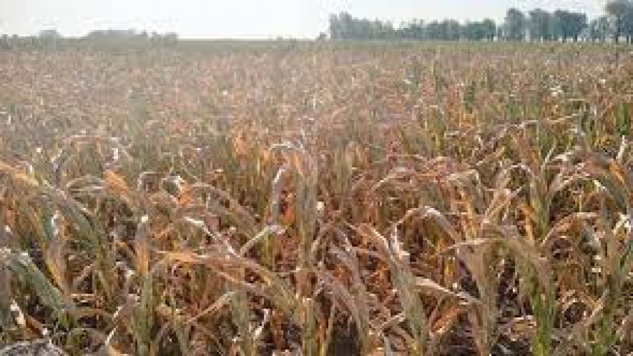 Santa Fe: escasa actividad agrícola por condiciones climáticas