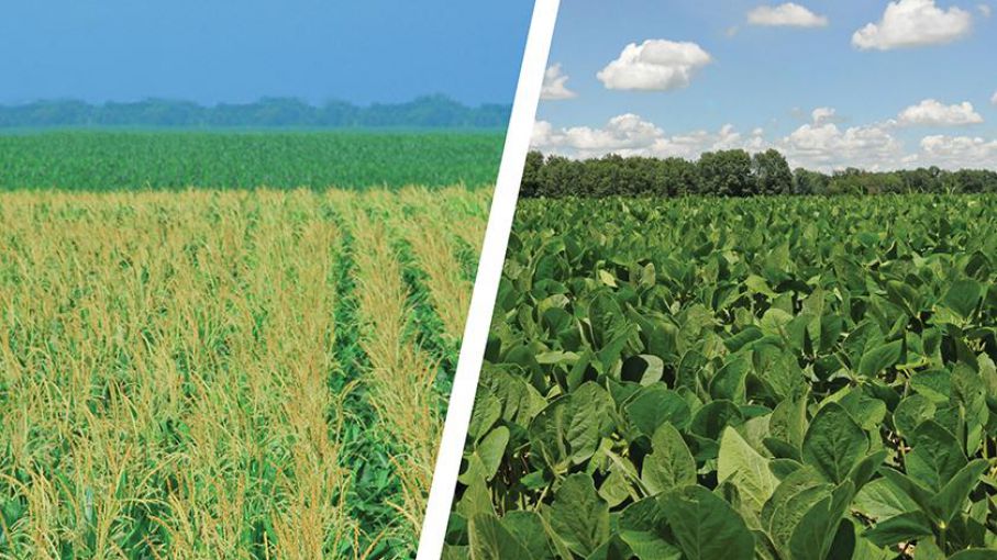 El USDA reduce la estimación de las plantaciones de soja muy por debajo de las expectativas comerciales
