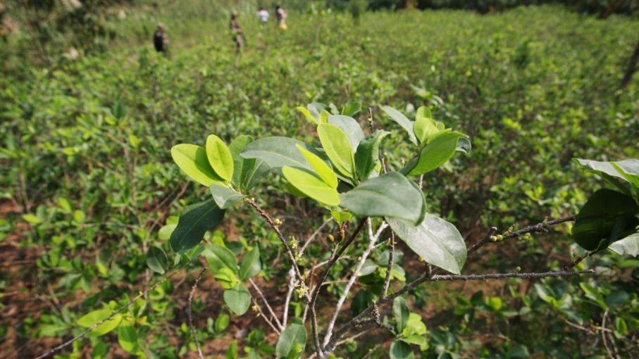 Bolivia producirá pasta de dientes a base de hojas de coca