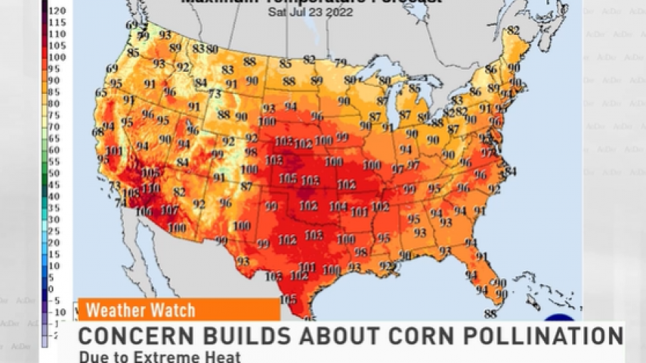 El calor extremo y las altas temperaturas nocturnas ahora llegan en un momento crucial para un cultivo de maíz de EE. UU.