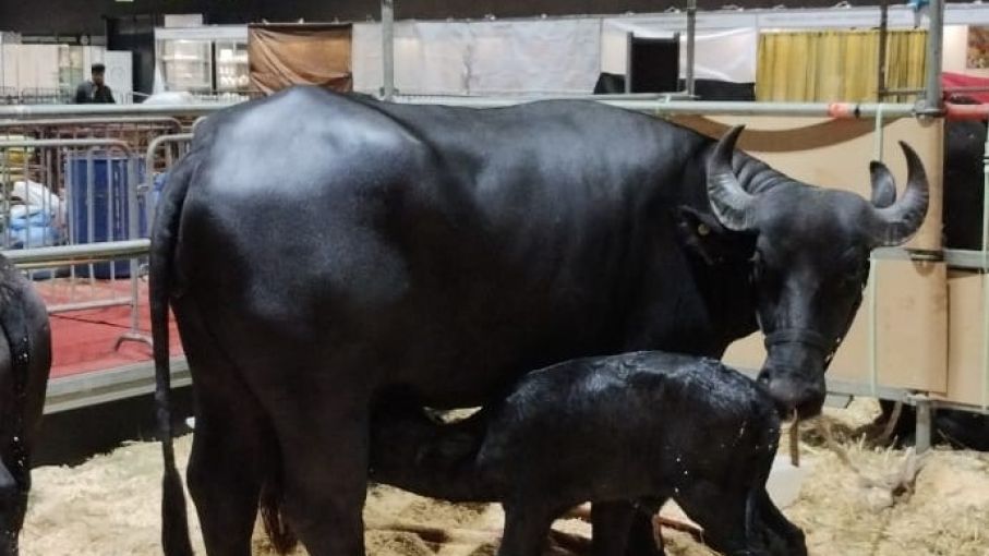 "Elisir Giuseppina", el primer nacimiento en la Rural de Palermo