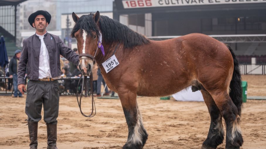 La raza equina Ardenés es novedad en la Expo Rural 2022