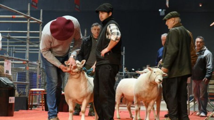 Santa Inés, la raza ovina que por primera vez desembarca en la Exposición de Palermo