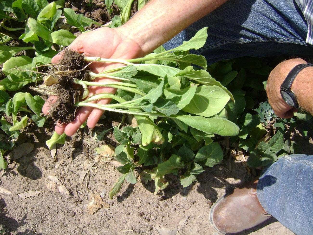 El tabaco estuvo de festejo y la nutrición vegetal acompañó