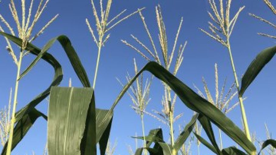 Los productores de EEUU se preocupan por la sequia que empeora