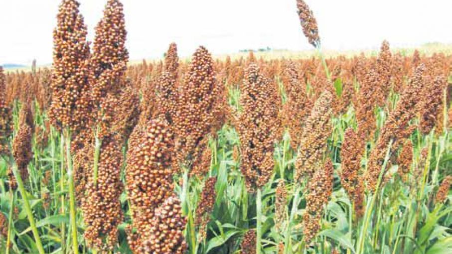 El sorgo se suma a la lista de productos del agro uruguayo habilitados para ingresar a China