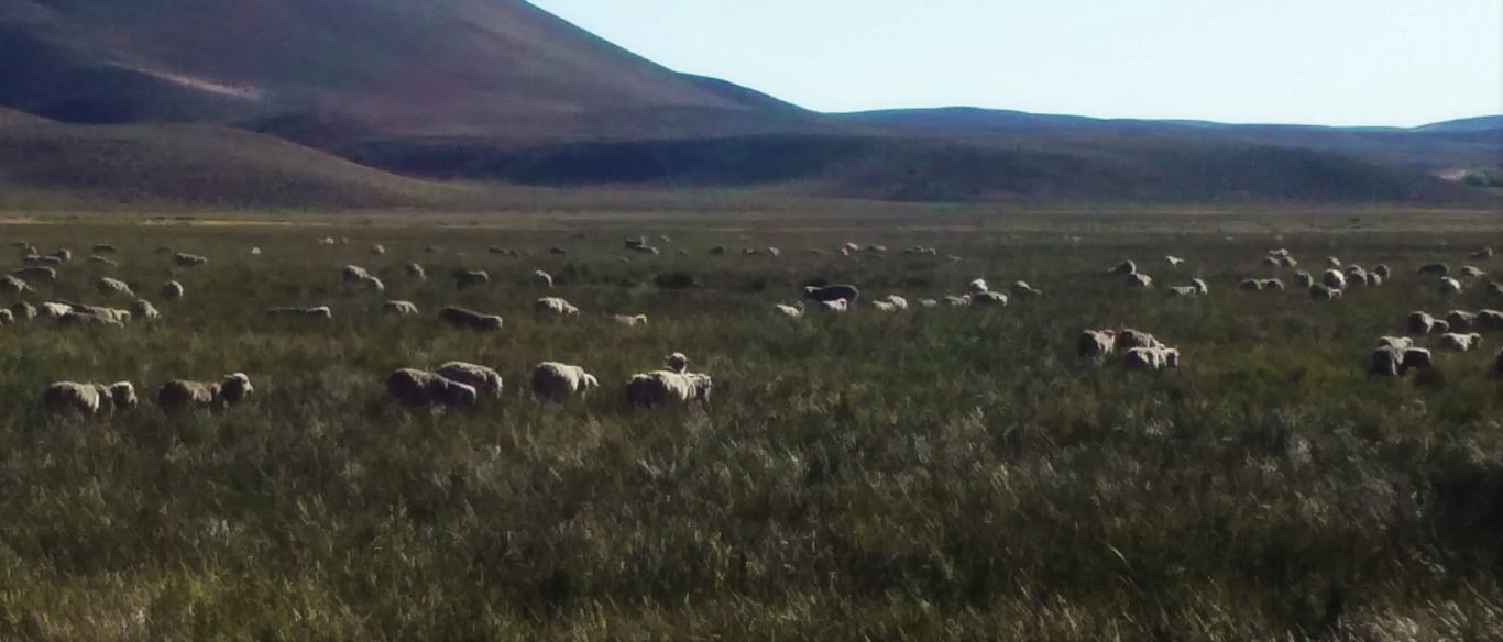 Ganadería en oasis patagónicos: entre el calentamiento y los fríos extremos
