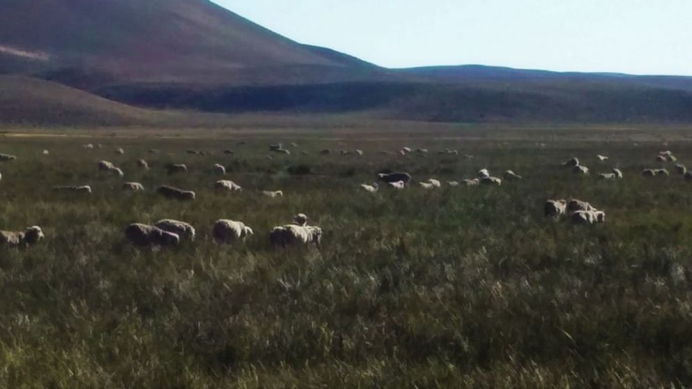 Ganadera en oasis patagnicos: entre el calentamiento y los fros extremos
