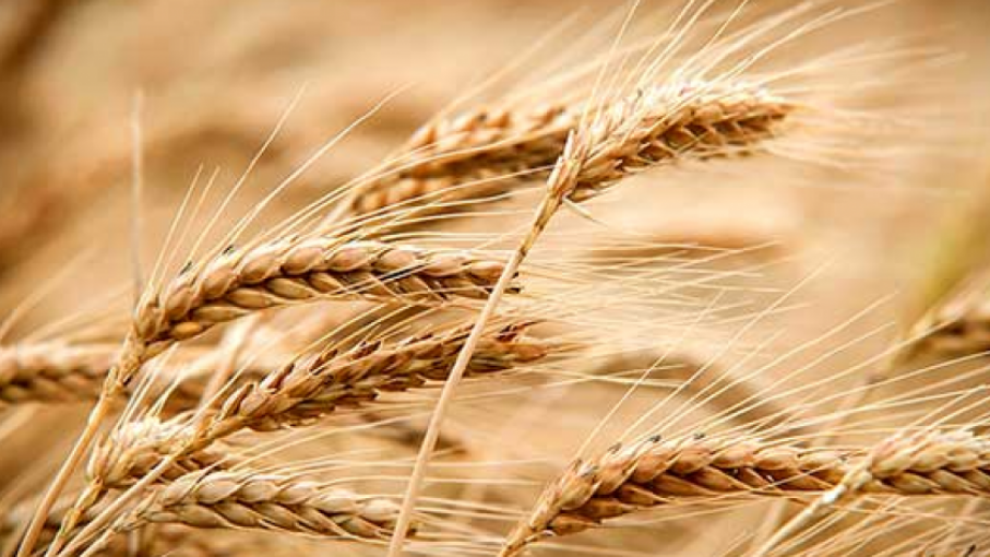 India podría eliminar aranceles de importación de trigo