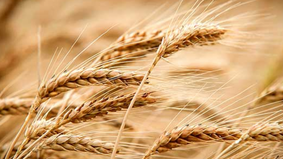 Santa Fe: el 50% del trigo sembrado no está en buenas condiciones