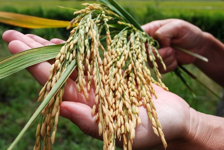 Arroz argentino, reconocido mundialmente por su calidad