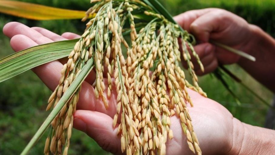 Advierten que el precio del arroz puede dispararse a causa de la restricción impuesta por la India a las exportaciones