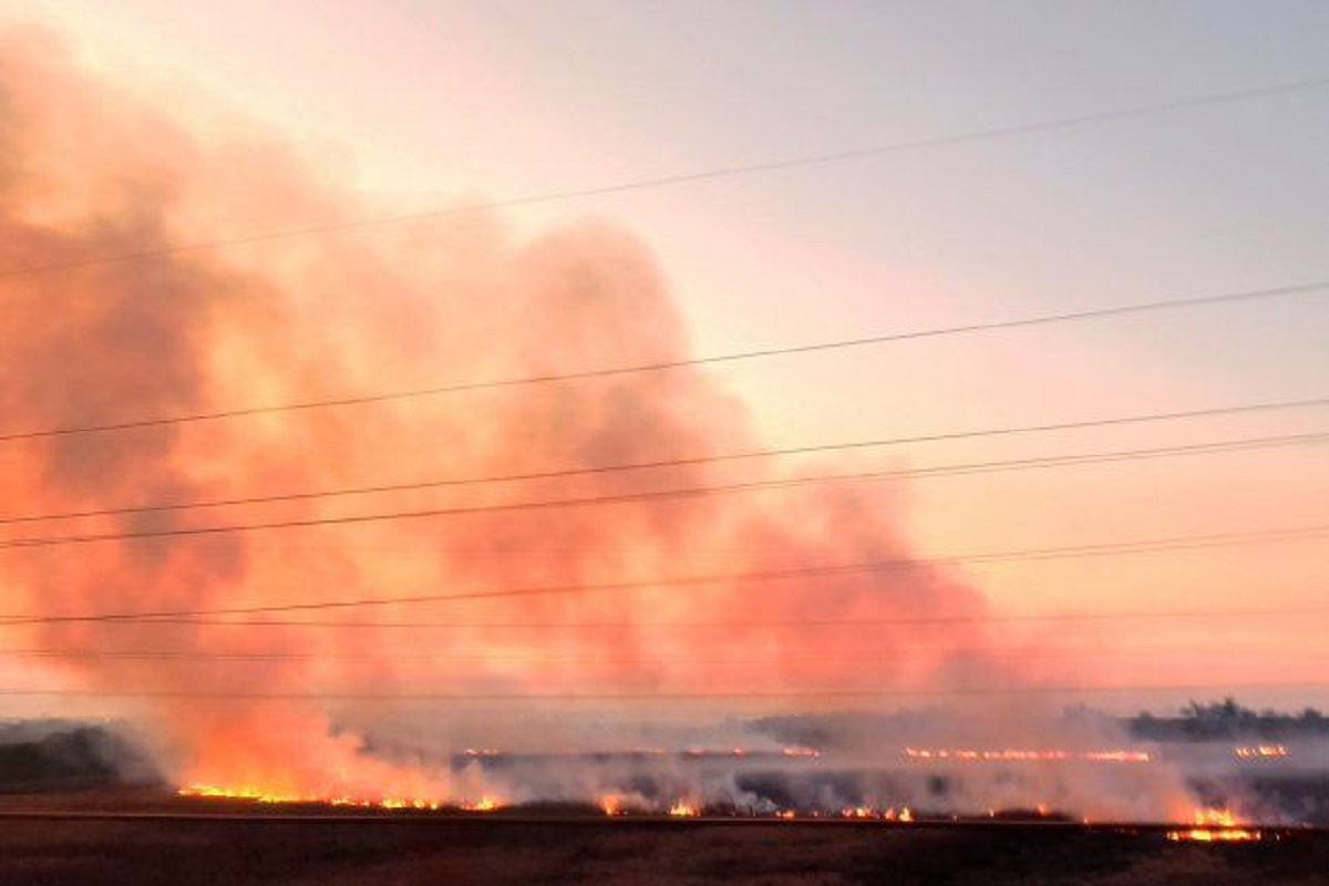 Productores fueron al Senado a explicar que no causan los incendios en el Delta del Paraná: qué dijeron