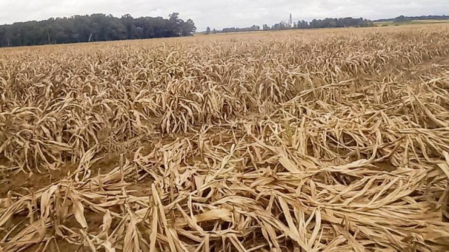 Lluvias e inundaciones afectan cultivos en región sureste de EEUU