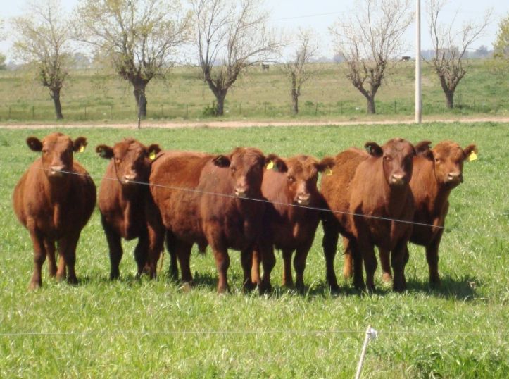 Gentica y tecnologa de semillas forrajeras para todos los ambientes
