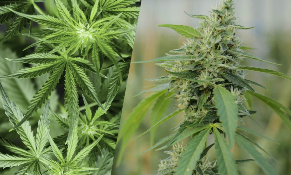 Congreso peruano plantea proyecto para industrializar el cáñamo, una variedad de cannabis