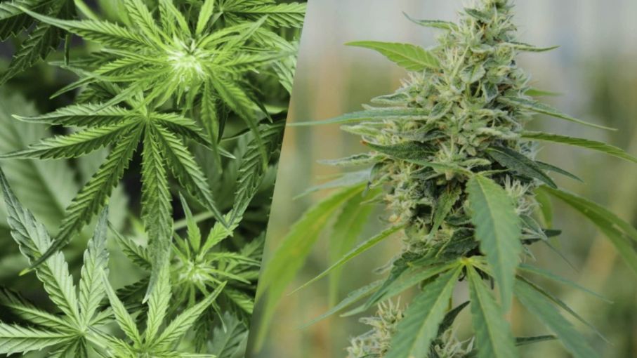 Creación de la Mesa Estratégica de Cannabis medicinal y de Cáñamo Industrial