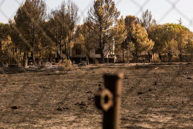 Peligra la supervivencia de productores en España sin pastos por incendios