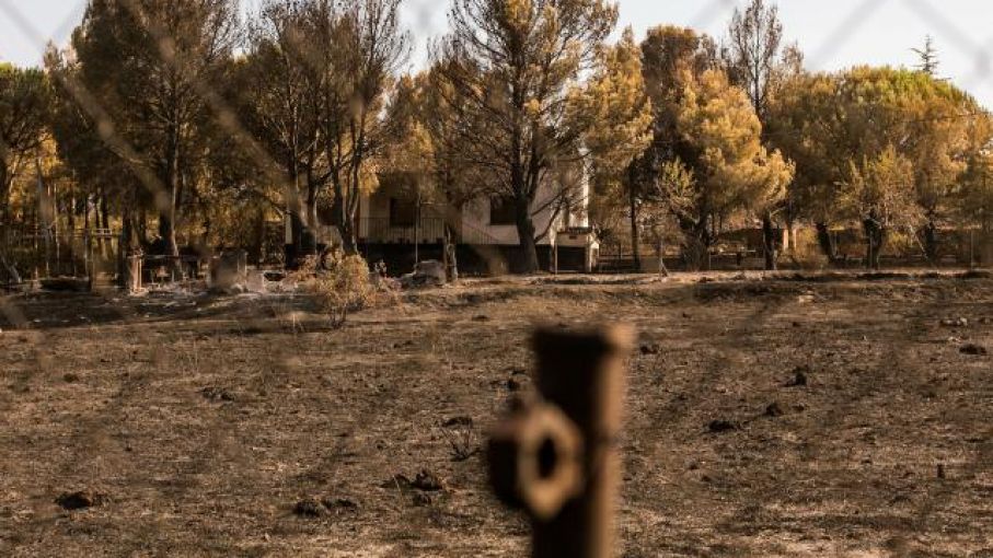 Peligra la supervivencia de productores en España sin pastos por incendios