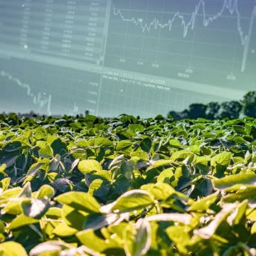 La produccion de maiz y soja superará la demanda el proximo año segun informe del USDA