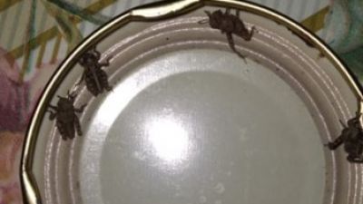Tucura Sapo: un insecto nativo y endémico de la Patagonia