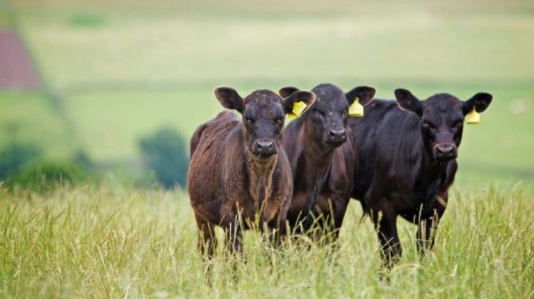 Con más terneros, clima favorable, la salida de los campos se perfila más lenta