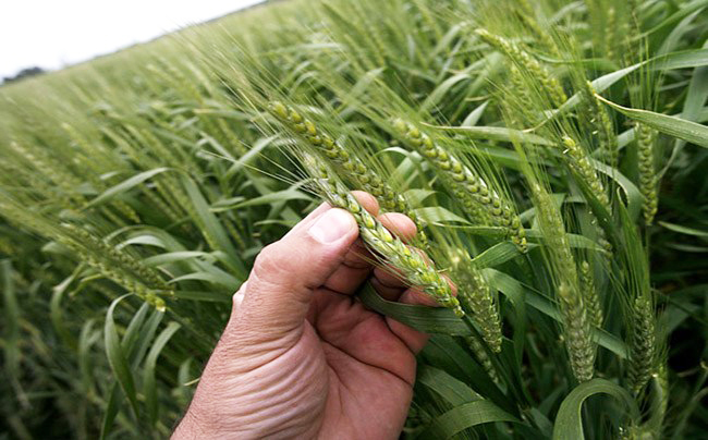 La bioestimulación optimiza el control de enfermedades de los cultivos