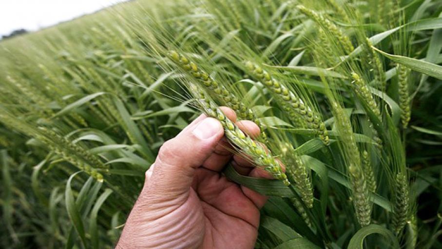 La bioestimulación optimiza el control de enfermedades de los cultivos