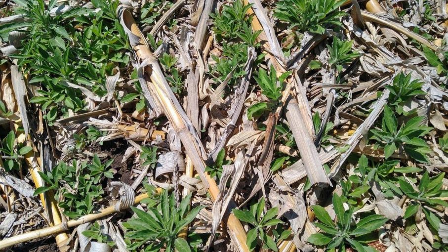 Barbechos cortos: ¿cómo manejar Rama Negra, una de las malezas más difíciles en primavera?