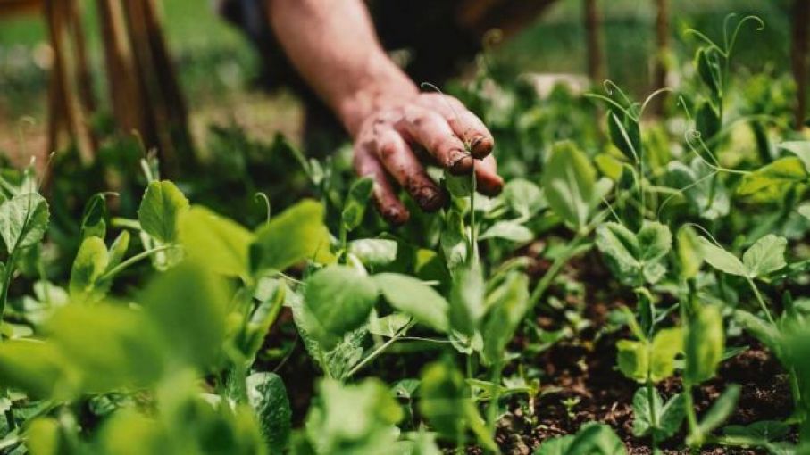 Uruguay impulsará un enfoque innovador en el Encuentro sobre producción familiar a llevarse a cabo en diciembre en Chile