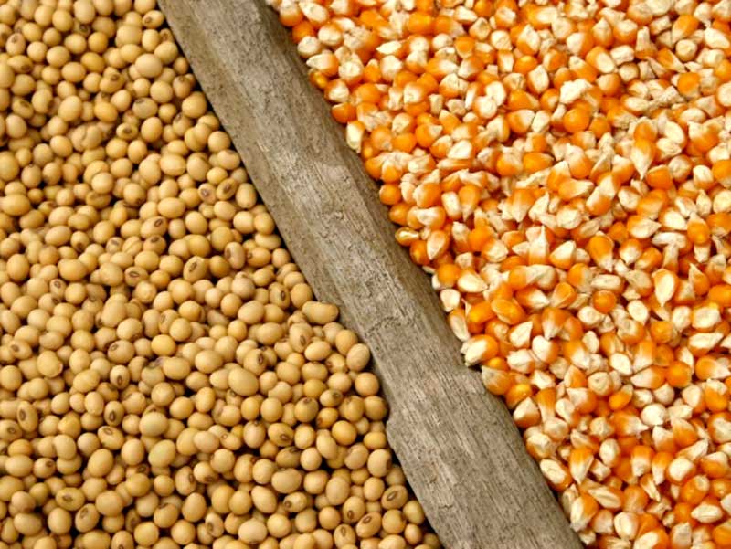 Mercados agropecuarios en declive: precios de maíz y soja en Argentina caen por debajo del punto de equilibrio