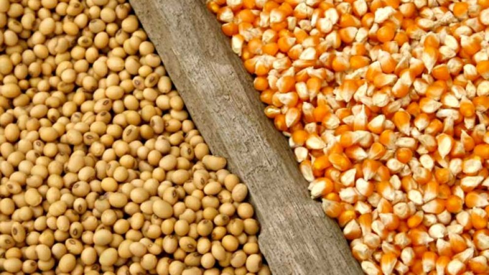 Mercados agropecuarios en declive: precios de maz y soja en Argentina caen por debajo del punto de equilibrio