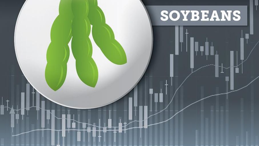 Sorpresa de la soja: los precios suben después de que el USDA reduce la estimación de rendimiento