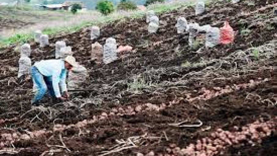 Colombia importará insumos agrícolas desde Venezuela, aseguró el Ministerio de Agricultura