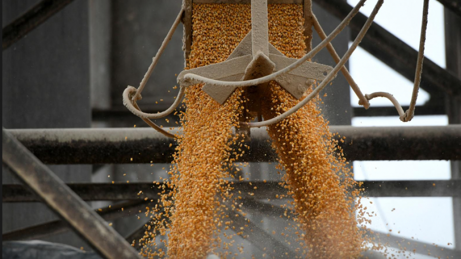 Agricultores estadounidenses instan a Washington a desafiar la inminente prohibición de maíz transgénico en México