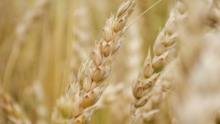 TRigo cerca de maximo de tres meses por recorte de cosecha en EEUU.
